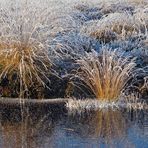 Eispiegelungen im Hochmoor