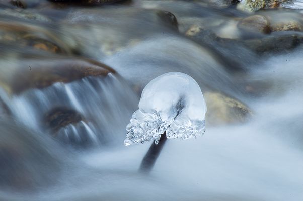 Eispilz im Fluss