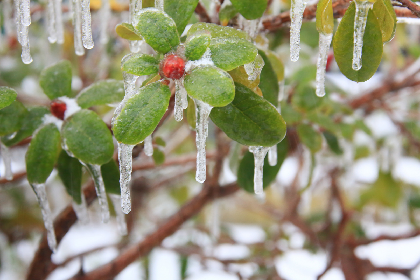 Eisregen 1