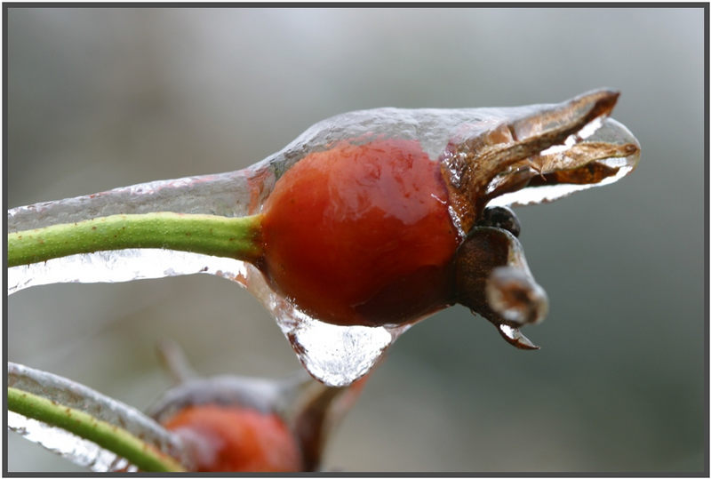 Eisregen ..........