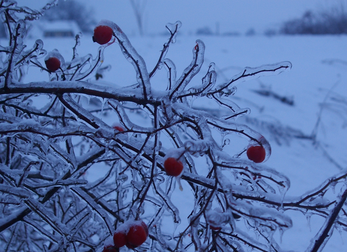 Eisregen