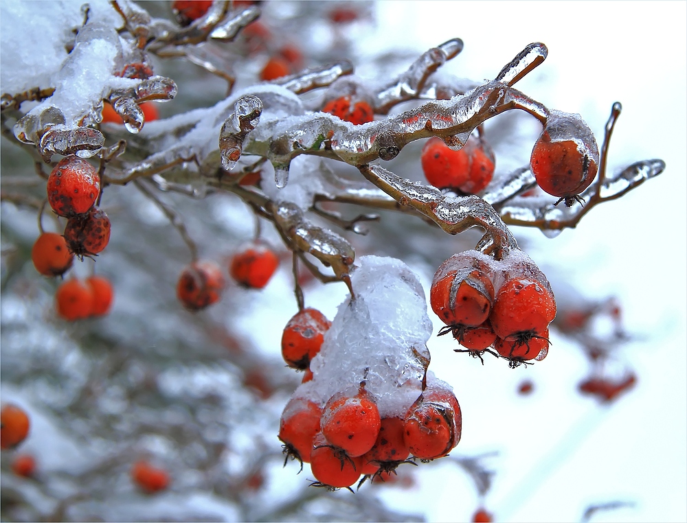 Eisregen