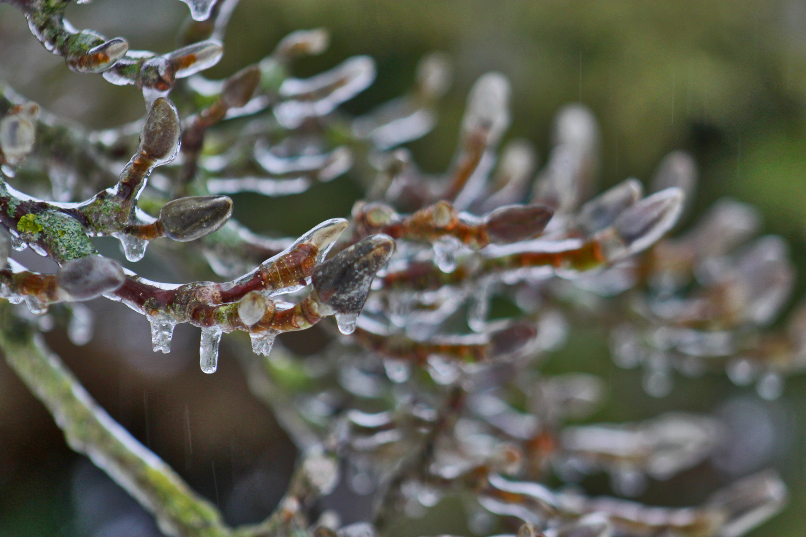 Eisregen