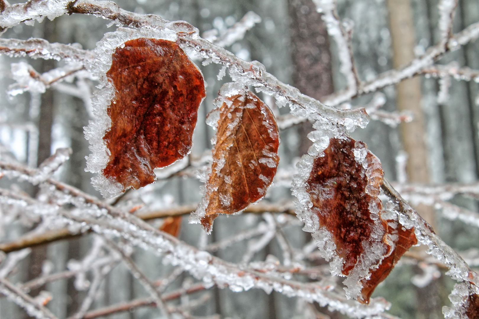 Eisregen