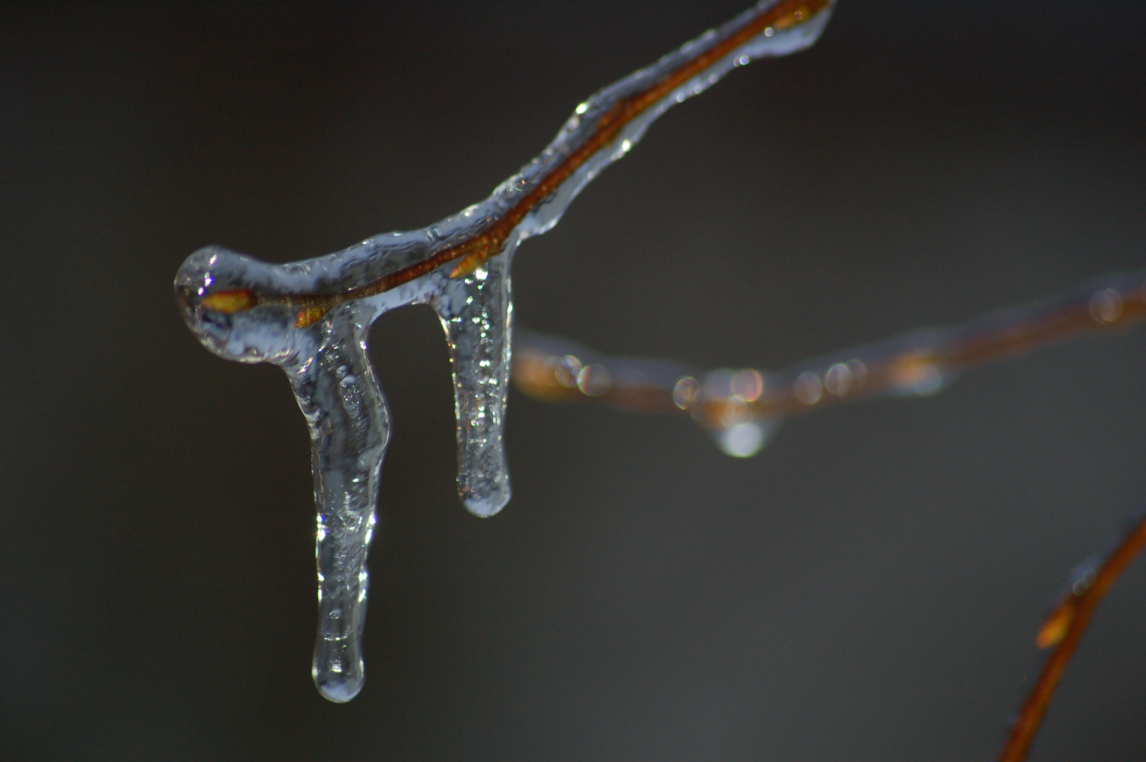 EISREGEN