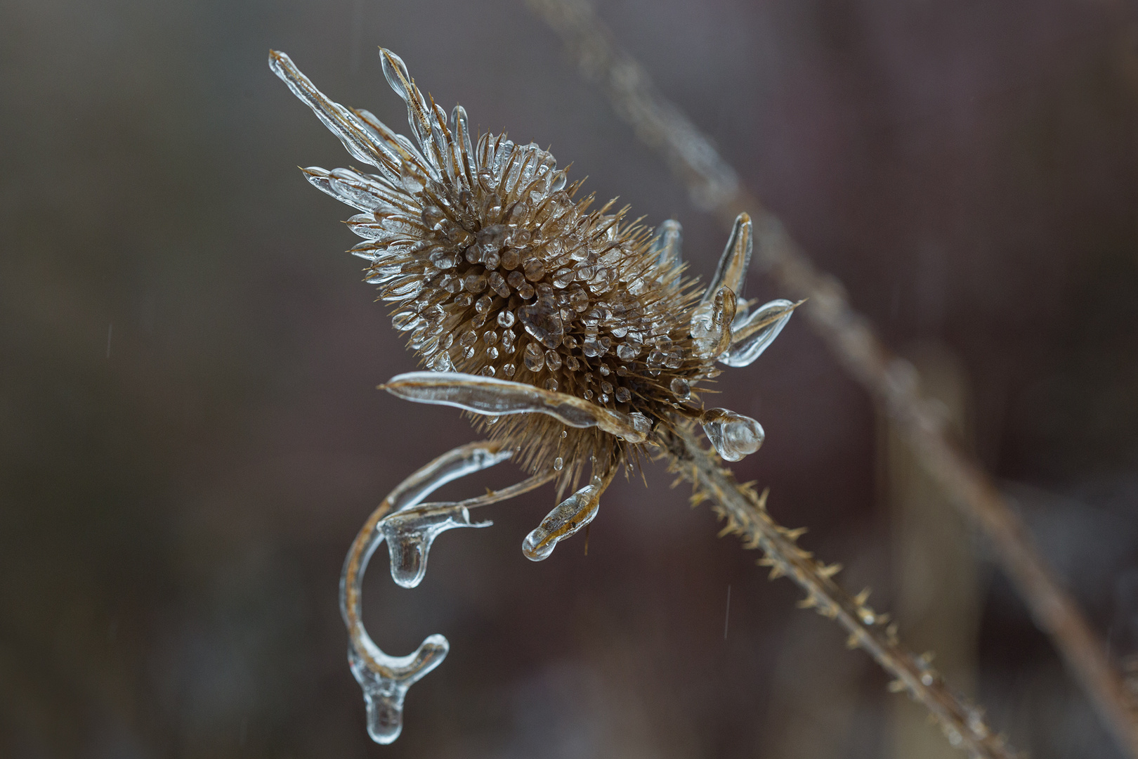 Eisregen Foto & Bild | jahreszeiten, winter, eis Bilder ...