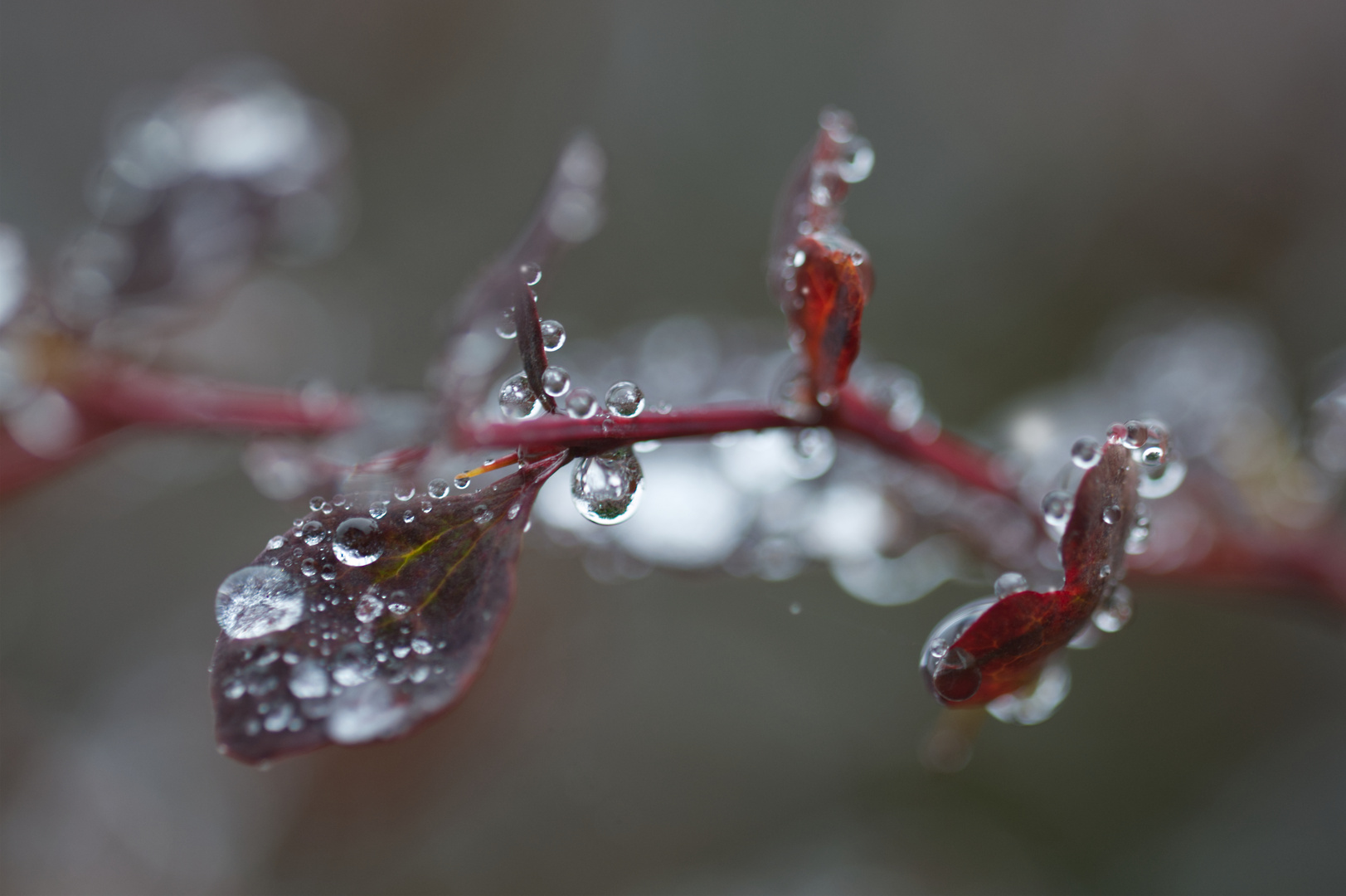 Eisregen