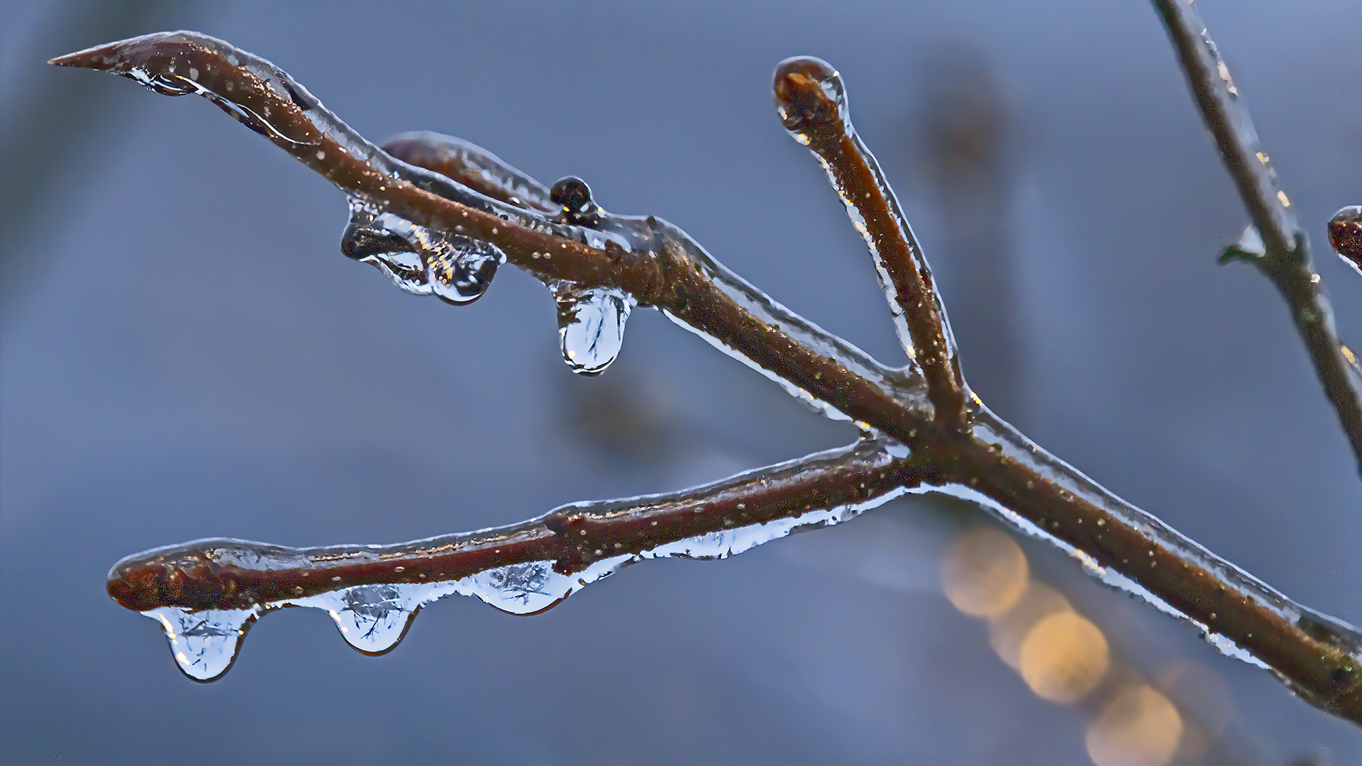 EISREGEN