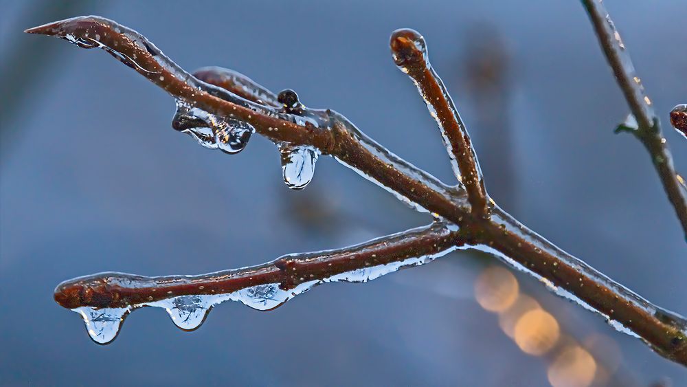 EISREGEN