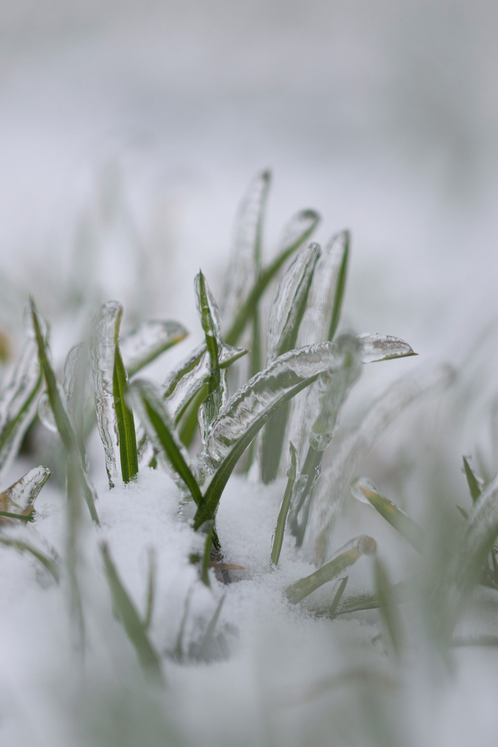 Eisregen 