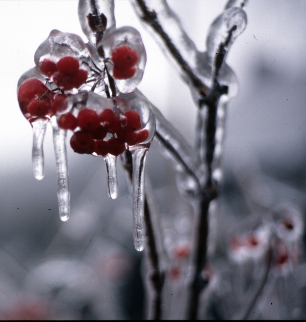 Eisregen Dez. 1988 Krs. Paderborn