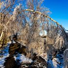 Eisregen in der Eifel im Hürtgenwald