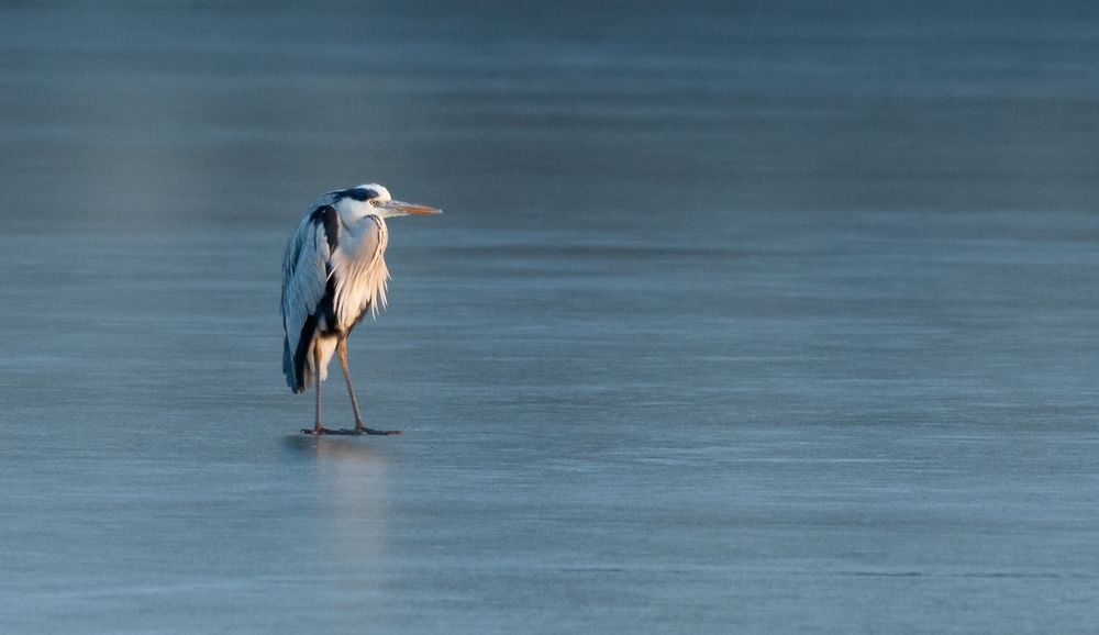 Eisreiher