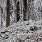 EISREVUE am Großen Feldberg im Taunus (FullHD 16)