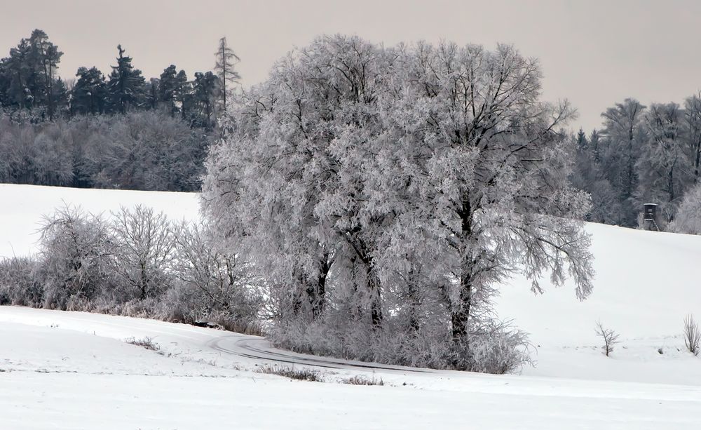 Eisriesen