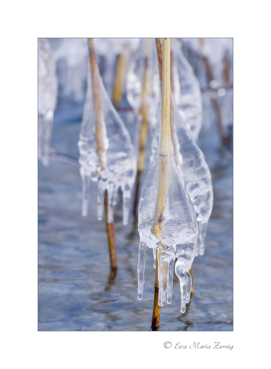 Eisröckchen