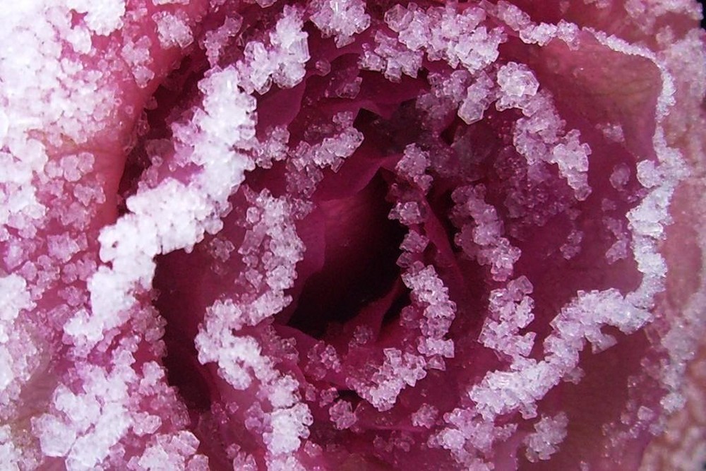 Eisrose 2009