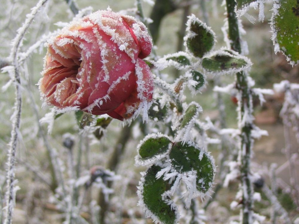 Eisrose von Schlendi 