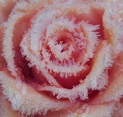 ...Eisrose...