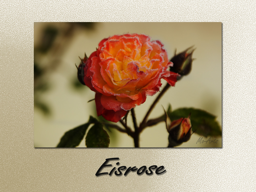 Eisrose