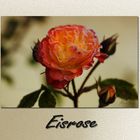 Eisrose