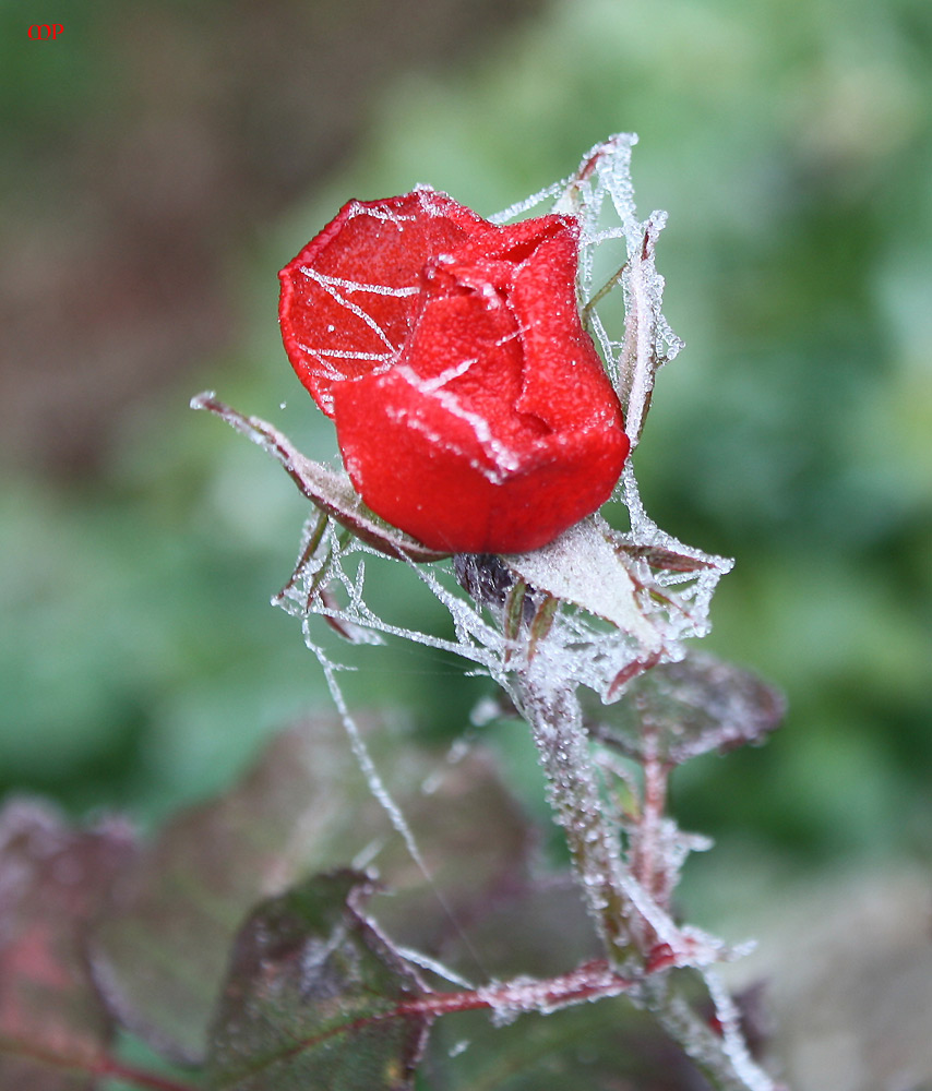 Eisrose aus gegebenem Anlass nochmal gezeigt