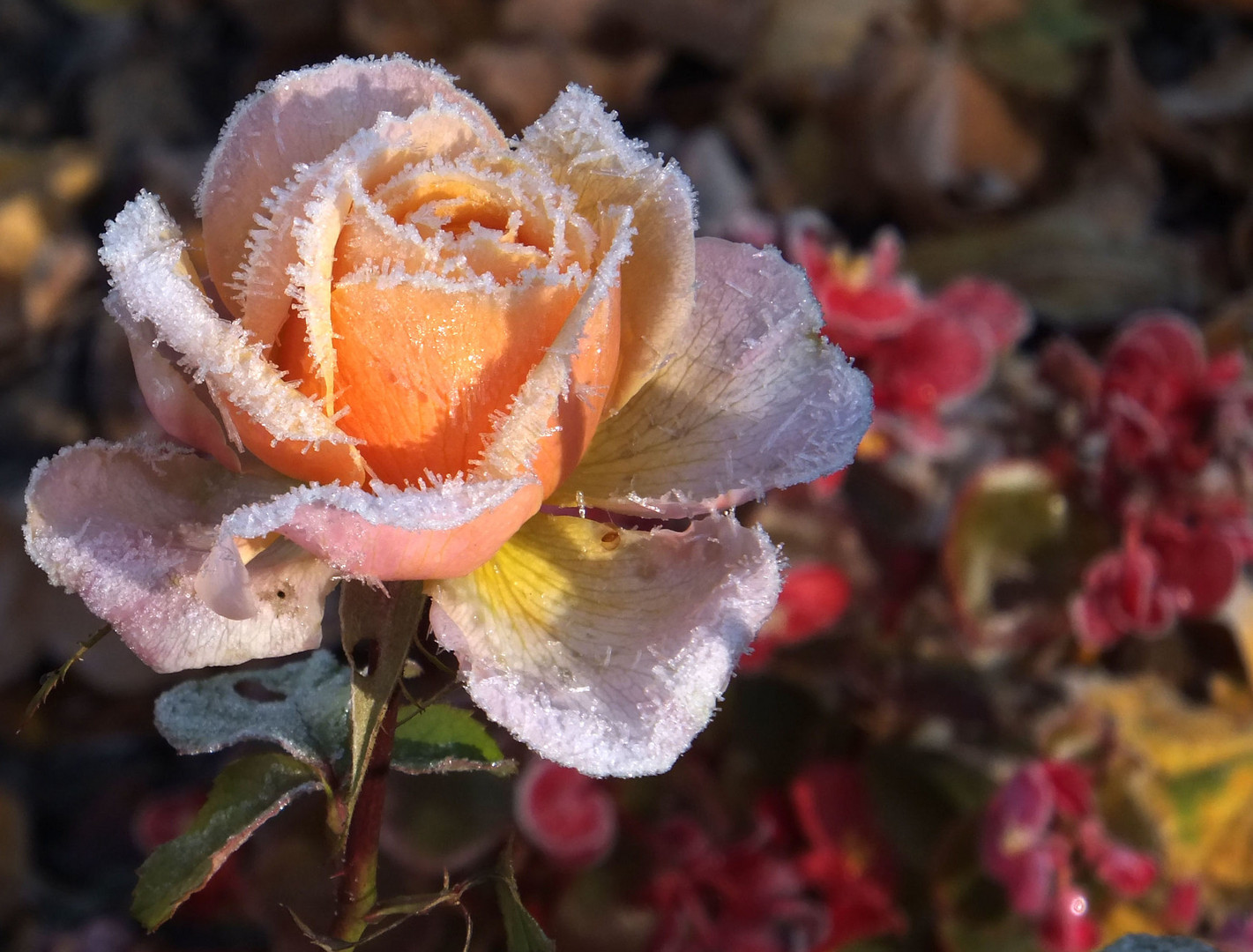 Eisrose im Oktober