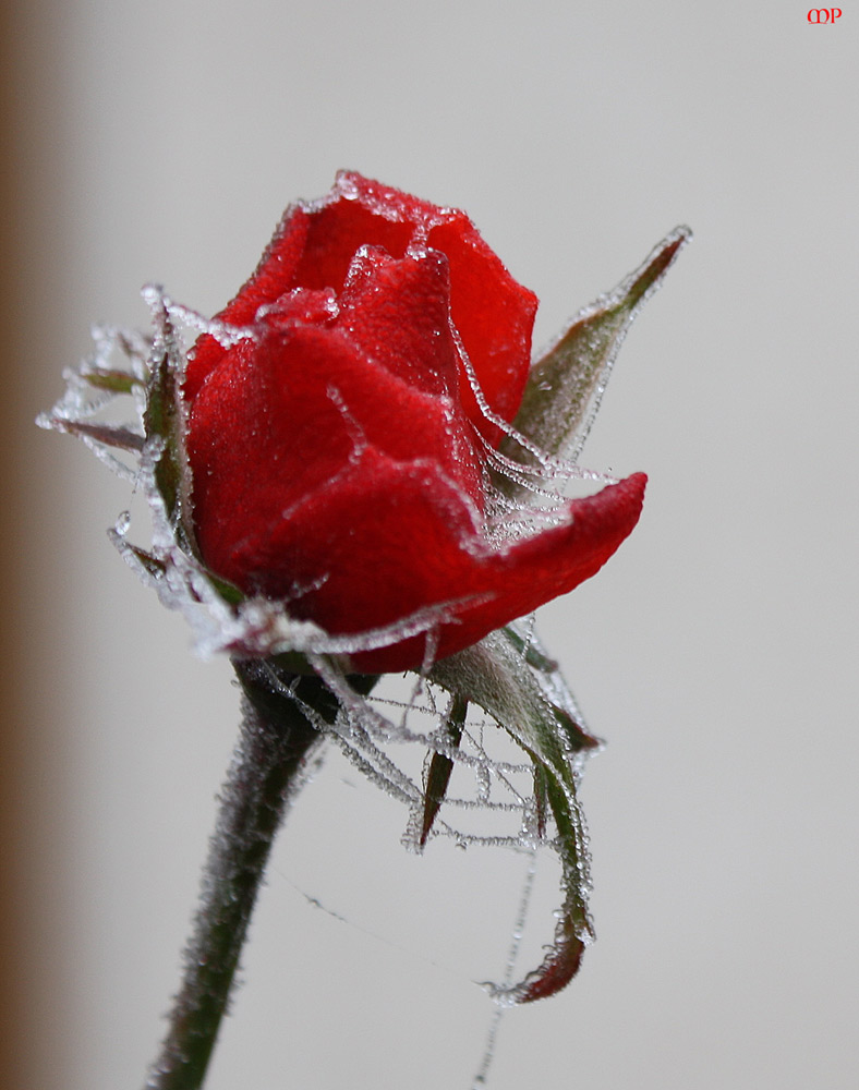 Eisrose zum Freitag