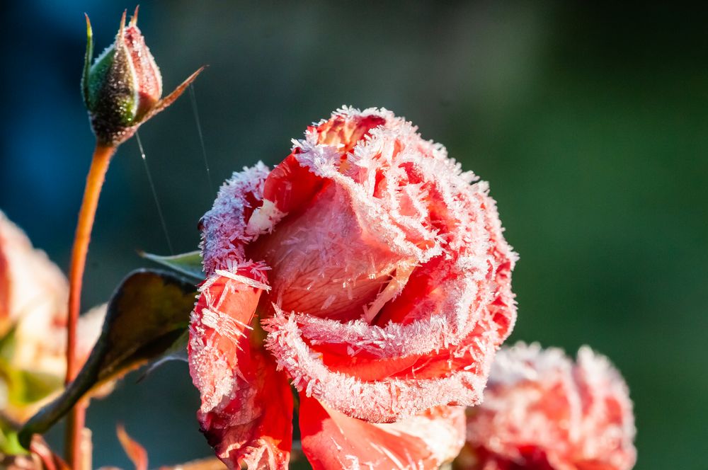 EISROSE,die Letzten