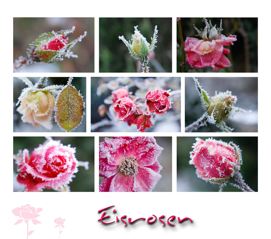 Eisrosen