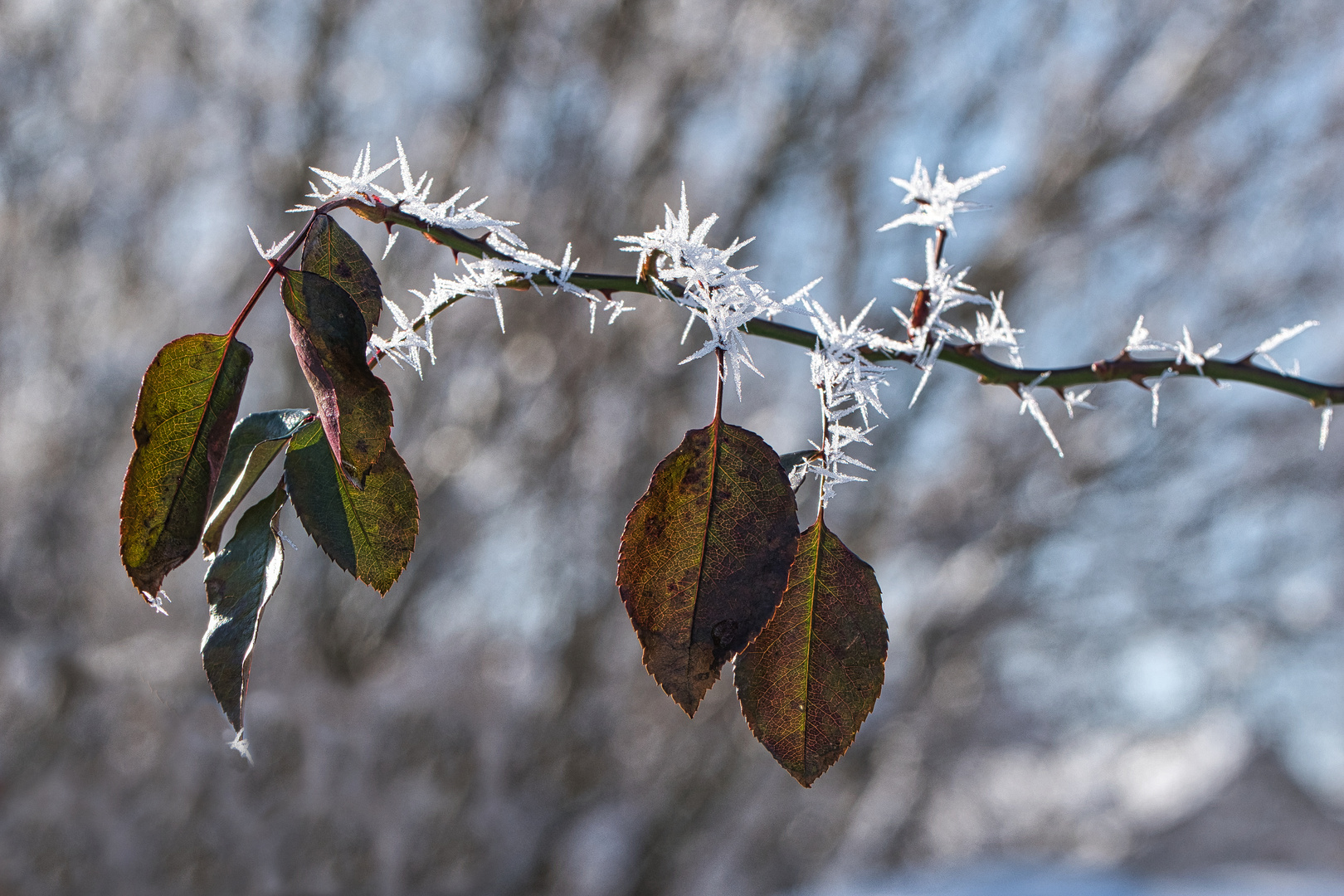 Eisrosenzweig