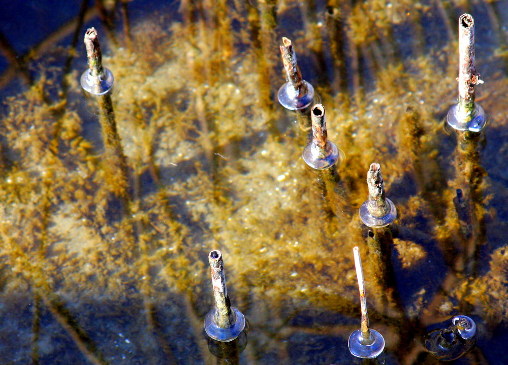 Eisscheiben