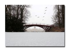 Eisschicht auf dem Karpfenteich ...