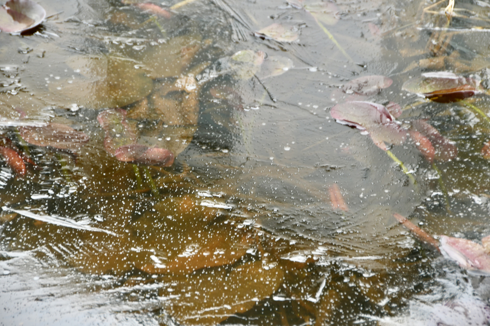 Eisschicht auf dem kleinen Teich Foto & Bild fotos, teich, eis Bilder