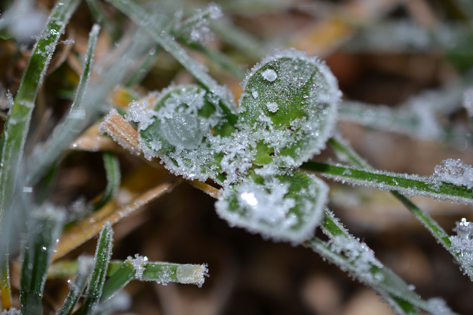 Eisschicht des Glücks