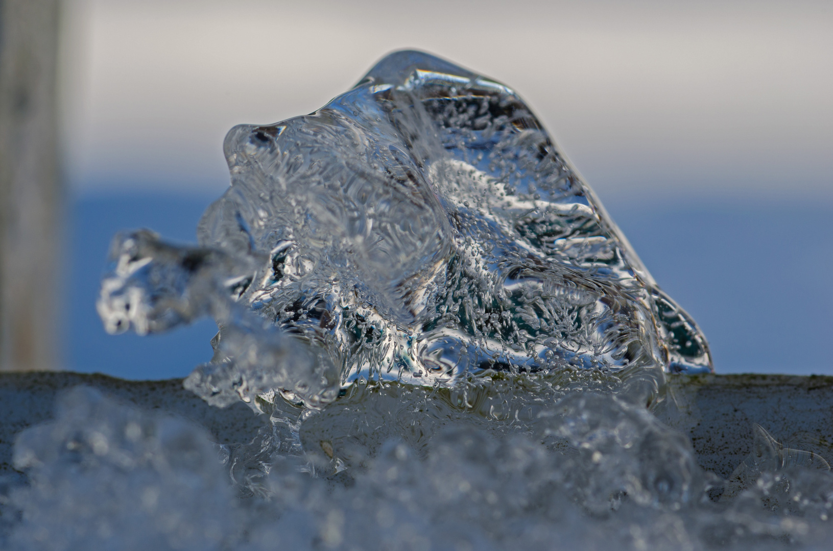 Eisschildkröte