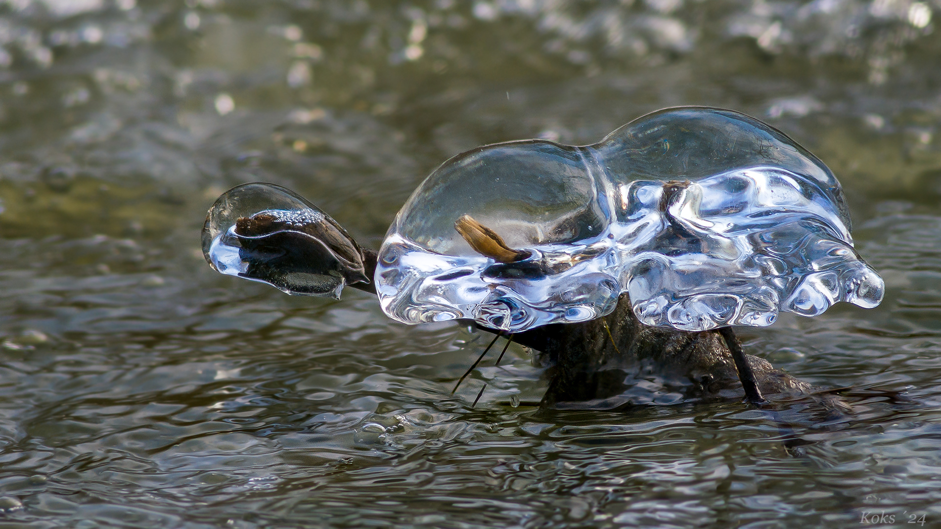 EisSchildkröte