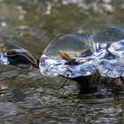 EisSchildkröte