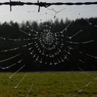 "Eisschmelze" im Spinnennetz