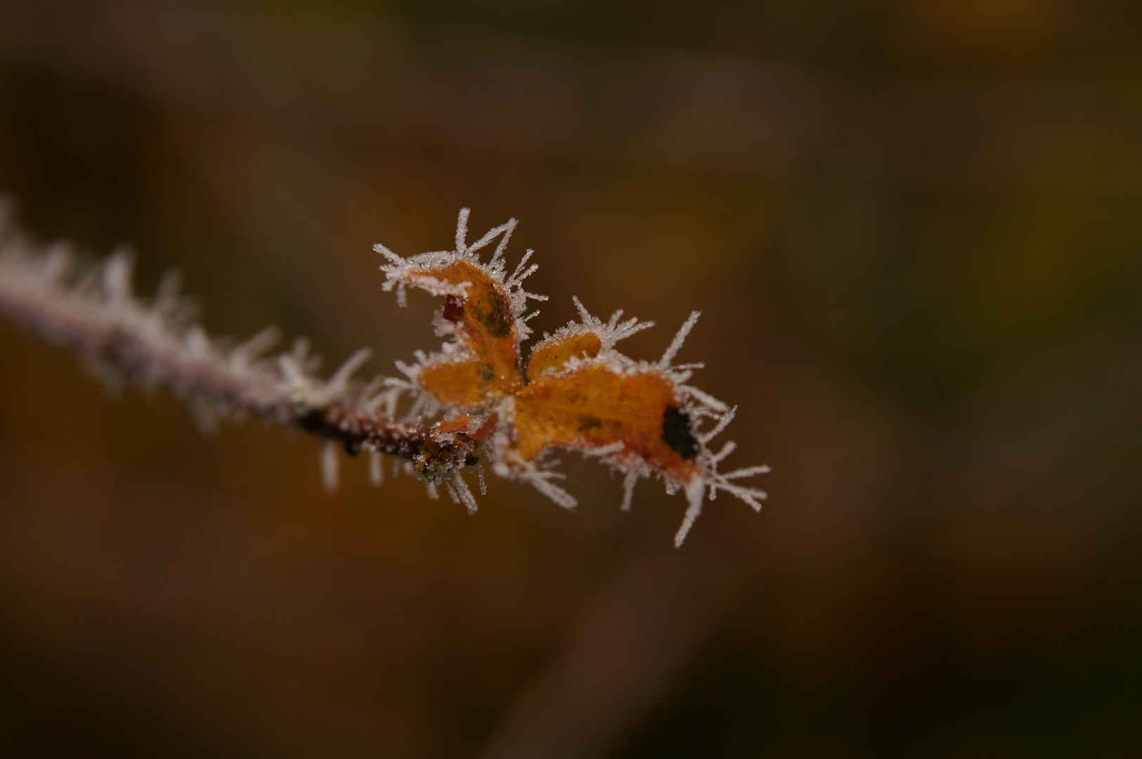 Eisschmetterling