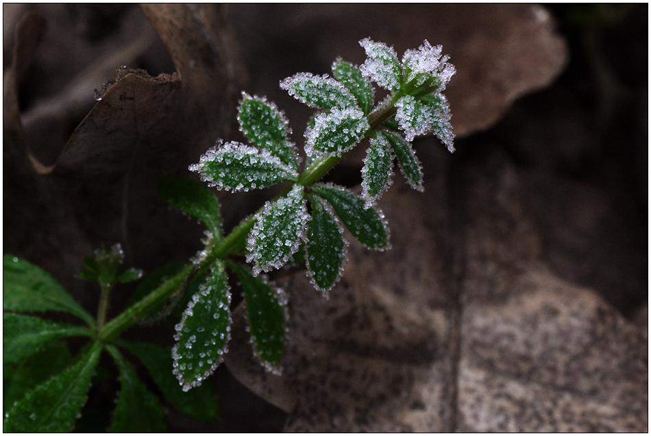 Eisschmuck