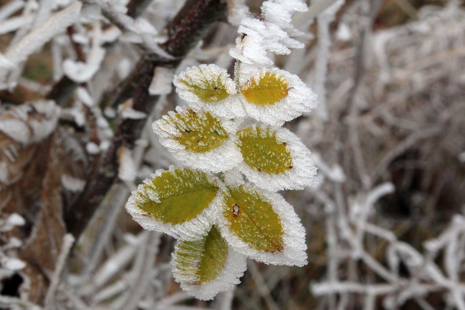 Eisschmuck