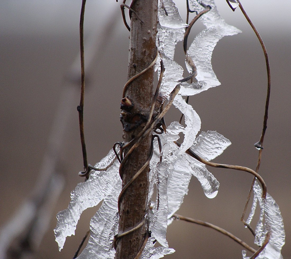 "Eisschmuck", Mandling Niederbayern, 07.02.2009