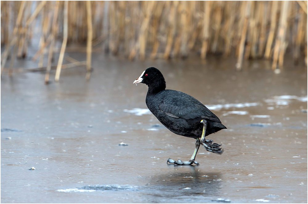 Eisschnellläufer..