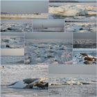 Eisschollen auf der Ostsee