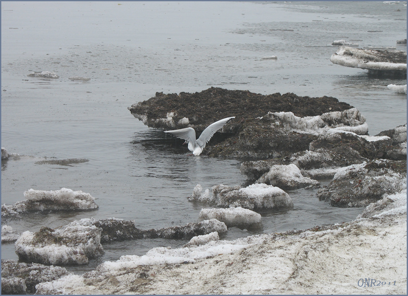 Eisschollen auf Usedom,