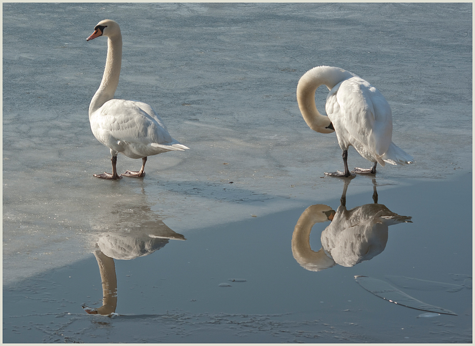 eisschwäne