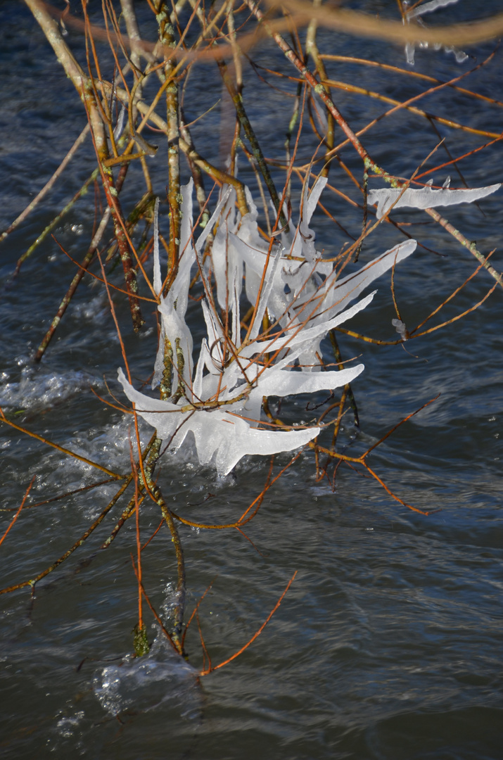 Eisschwalben