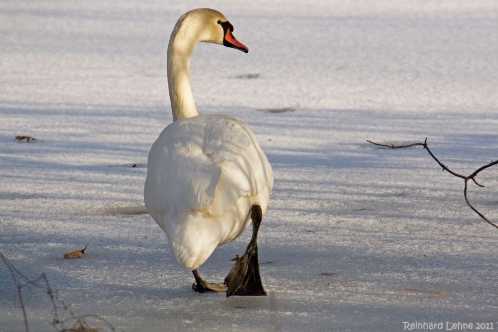 Eisschwan