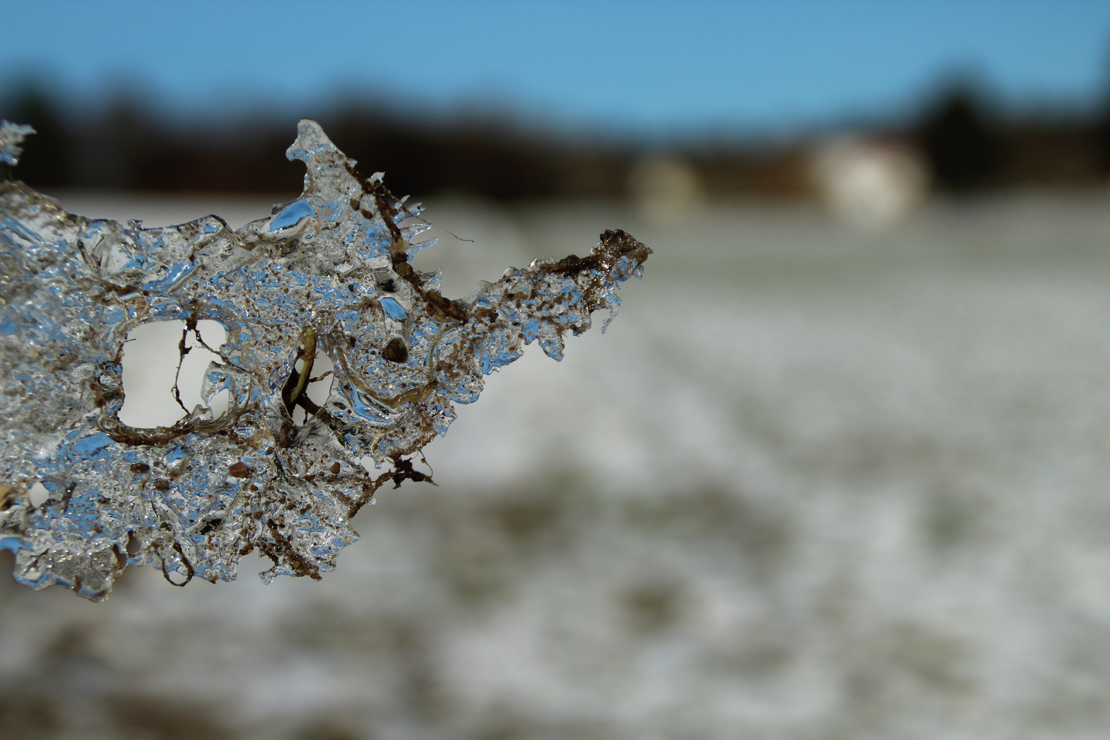 Eisschweinchen